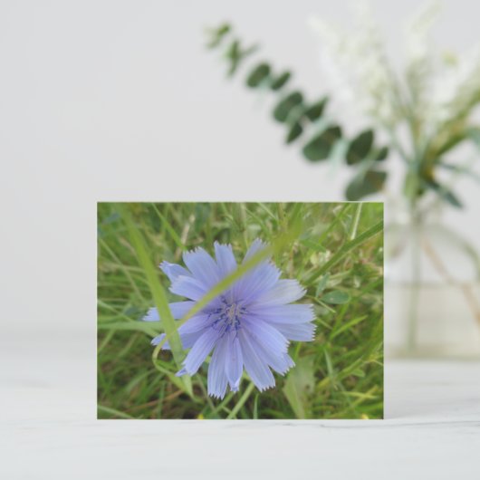 Chicory Blue Paars Flower Floral Briefkaart (Staand voorkant)