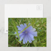 Chicory Blue Paars Flower Floral Briefkaart (Voorkant / Achterkant)
