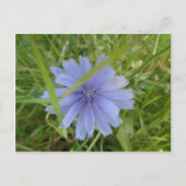 Chicory Blue Paars Flower Floral Briefkaart (Voorkant)