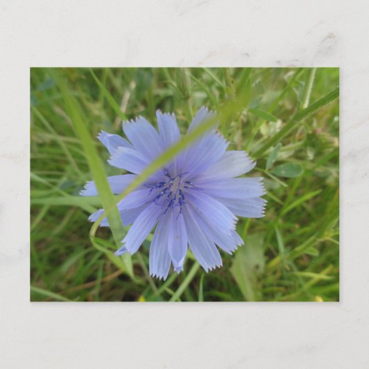 Chicory Blue Paars Flower Floral Briefkaart (Voorkant)