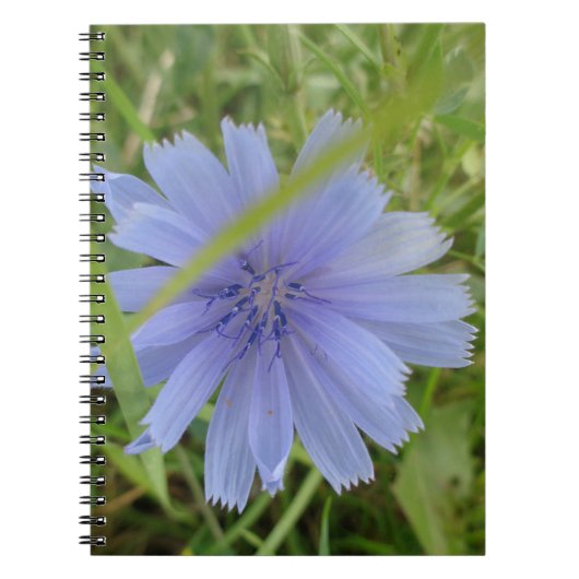 Chicory Blue Paars Flower Floral Notitieboek (Voorkant)