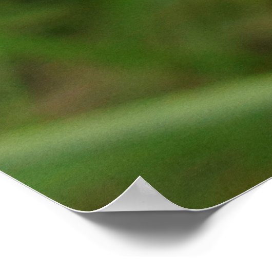 Chicory Blue Paars Flower Floral Poster (Hoek)