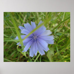 Chicory Blue Paars Flower Floral Poster