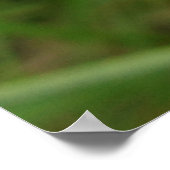 Chicory Blue Paars Flower Floral Poster (Hoek)