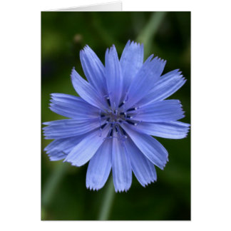 Chicory Flower