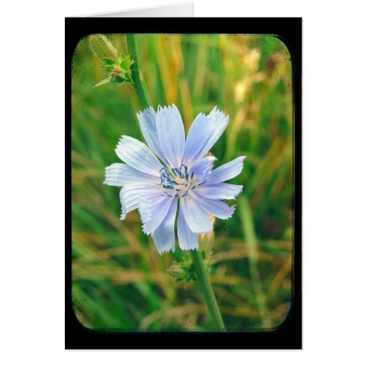 Chicory Flower All Occasions (Voorkant)