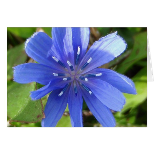 Chicory Flower-kaart (Voorkant Horizontaal)