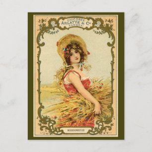 Chicory Harvest Advertisement Briefkaart