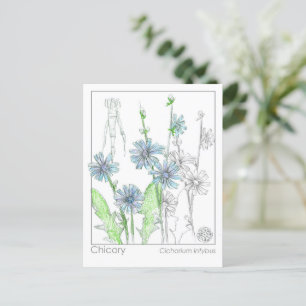 Chicory Materia Medica Monograph Herbal Studie Kaa Briefkaart