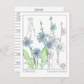 Chicory Materia Medica Monograph Herbal Studie Kaa Briefkaart (Voorkant / Achterkant)
