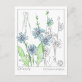 Chicory Materia Medica Monograph Herbal Studie Kaa Briefkaart (Voorkant)