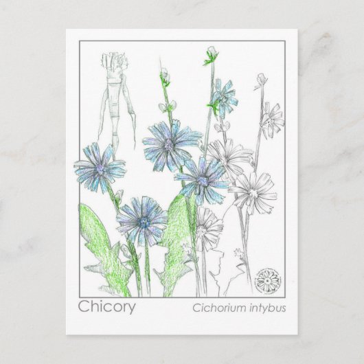 Chicory Materia Medica Monograph Herbal Studie Kaa Briefkaart (Voorkant)