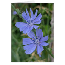 Chicory Note Card