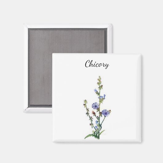 Chicory Plant Magnet (Voorkant / Achterkant)