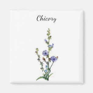 Chicory Plant Magnet
