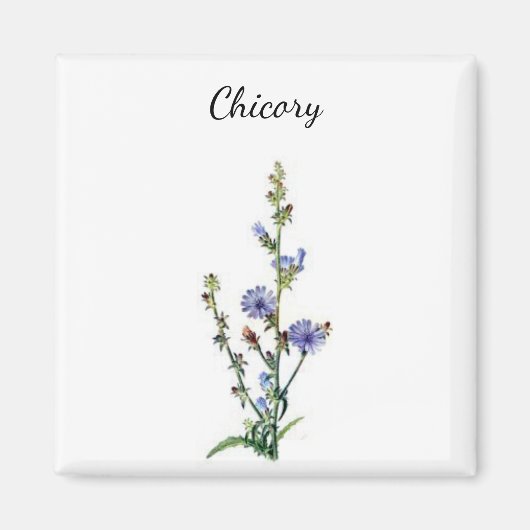 Chicory Plant Magnet (Voorkant)