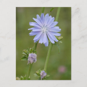 Chicory Wild Flower DIY Briefkaart