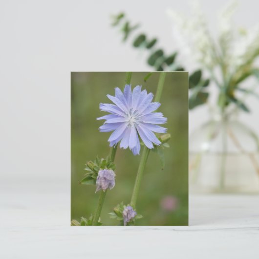 Chicory Wild Flower DIY Briefkaart (Staand voorkant)
