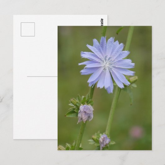 Chicory Wild Flower DIY Briefkaart (Voorkant / Achterkant)
