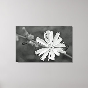 Chicory Wildflower Canvas Afdruk