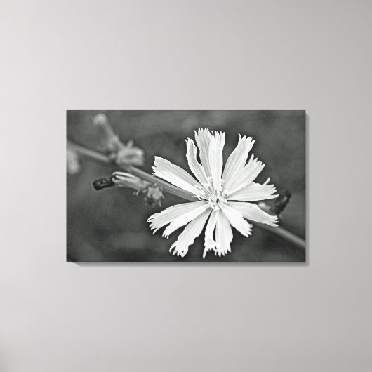 Chicory Wildflower Canvas Afdruk (Voorkant)