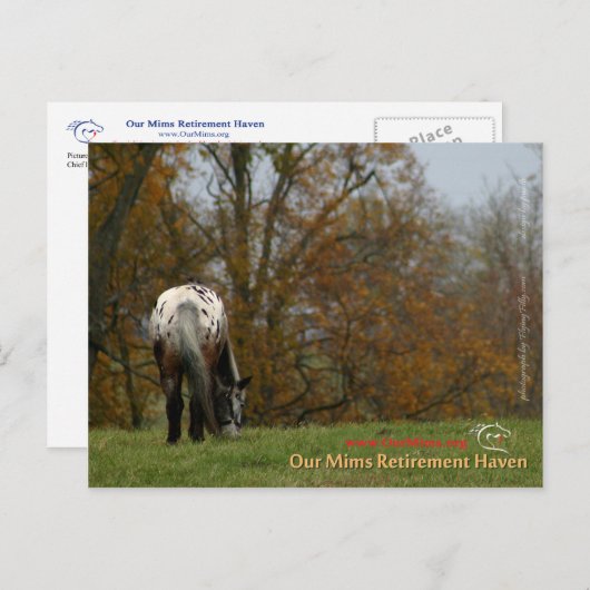 Chief - Appaloosa in beweging Prancer Briefkaart (Voorkant / Achterkant)