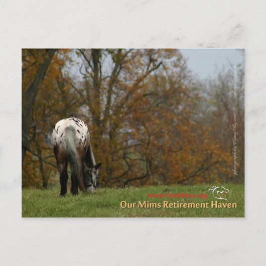 Chief - Appaloosa in beweging Prancer Briefkaart (Voorkant)
