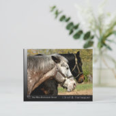 Chief - Appaloosa van de film Prancer Briefkaart (Staand voorkant)