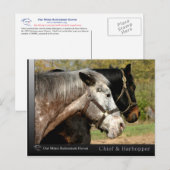 Chief - Appaloosa van de film Prancer Briefkaart (Voorkant / Achterkant)