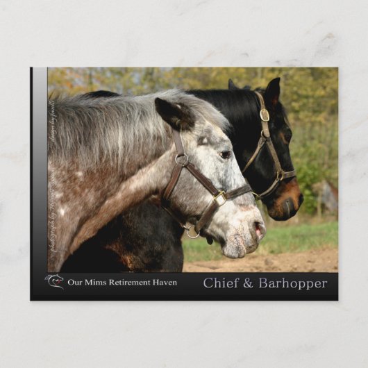 Chief - Appaloosa van de film Prancer Briefkaart (Voorkant)