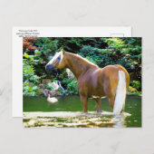 "Chieftain Cools Off" Briefkaart (Voorkant / Achterkant)