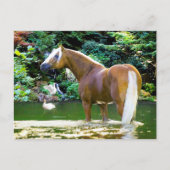 "Chieftain Cools Off"  Briefkaart (Voorkant)