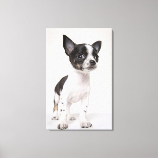 Chihua puppy staat op wit weefsel canvas afdruk (Voorkant)
