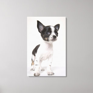 Chihua puppy staat op wit weefsel canvas afdruk