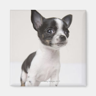 Chihua puppy staat op wit weefsel magneet