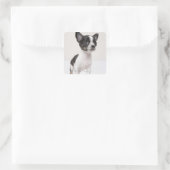 Chihua puppy staat op wit weefsel vierkante sticker (Tas)