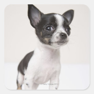 Chihua puppy staat op wit weefsel vierkante sticker
