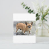    Chihuahuaх уワиチワ, Briefkaart (Staand voorkant)