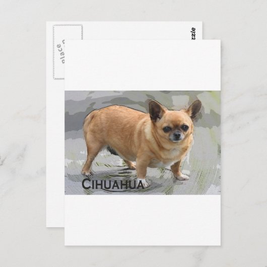 Chihuahuaх уワиチワ, Briefkaart (Voorkant / Achterkant)