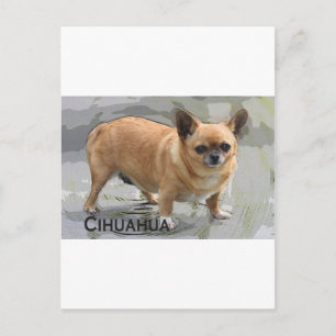 Chihuahuaх уワиチワ, Briefkaart