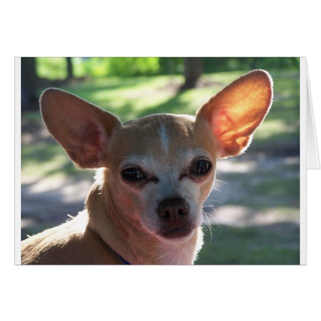 chihuahua (Voorkant Horizontaal)