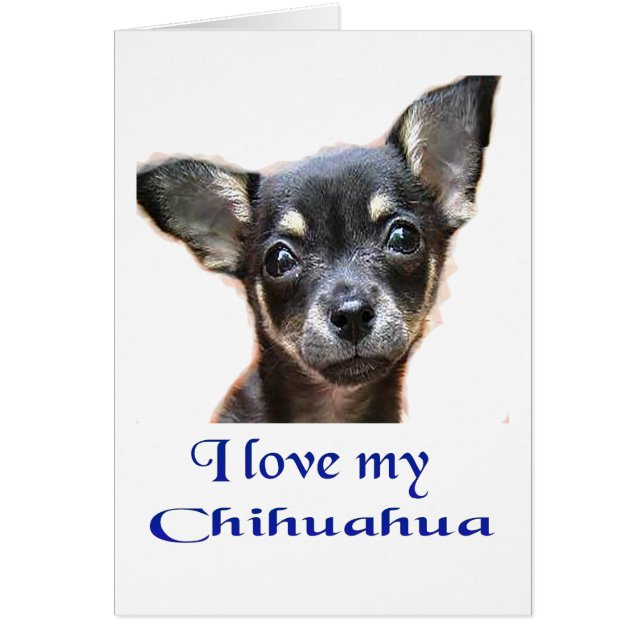 chihuahua (Voorkant)