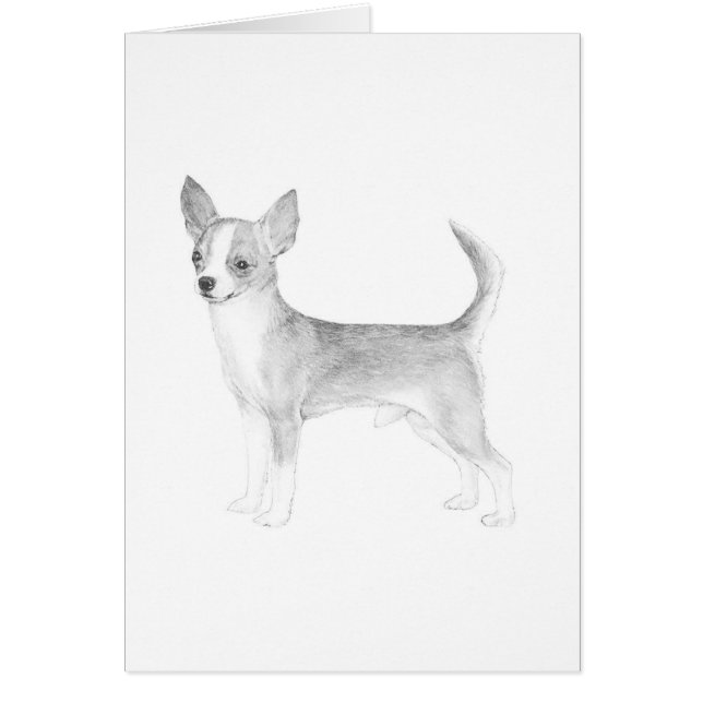 Chihuahua (Voorkant)