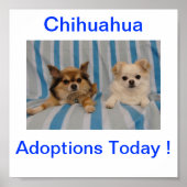 Chihuahua Adoption Today Sign Poster (Voorkant)