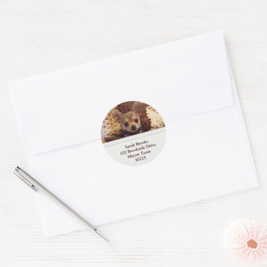 Chihuahua Adresetiketten Ronde Sticker (Envelop)