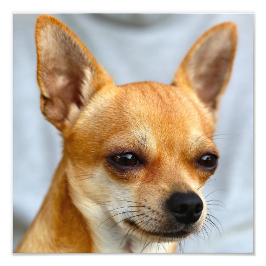 Chihuahua Baby Foto Afdruk (Voorkant)