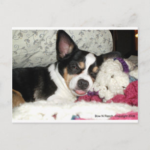 Chihuahua Blah Briefkaart