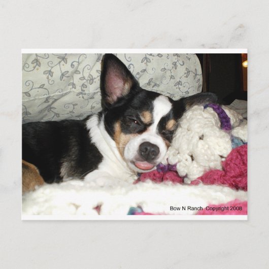 Chihuahua Blah Briefkaart (Voorkant)