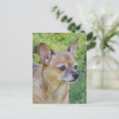 Chihuahua Briefkaart (Staand voorkant)