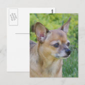 Chihuahua Briefkaart (Voorkant / Achterkant)